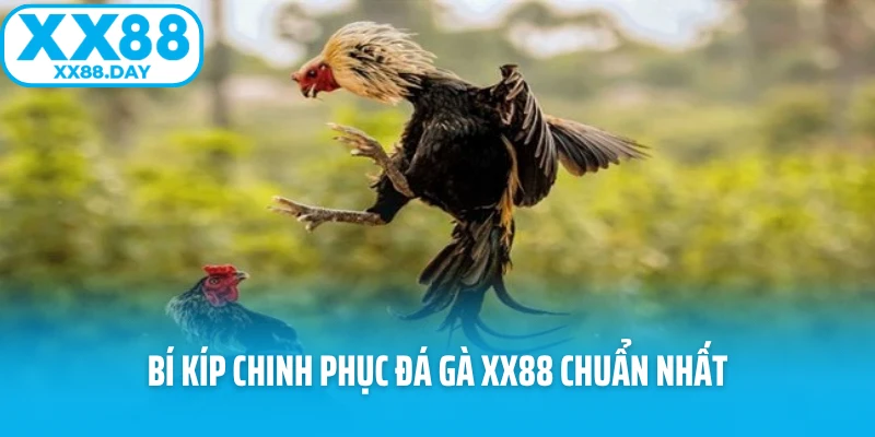 Đá Gà XX88 - Sảnh Game Nảy Lửa Và Hấp Dẫn Nhất 2026 - spinbloom88