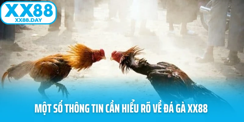 Đá Gà XX88 - Sảnh Game Nảy Lửa Và Hấp Dẫn Nhất 2026 - spinbloom88