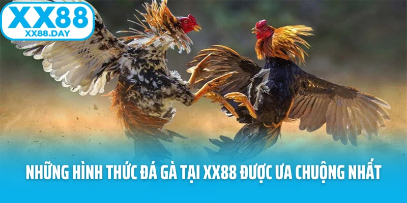 Đá Gà XX88 - Sảnh Game Nảy Lửa Và Hấp Dẫn Nhất 2026 - spinbloom88